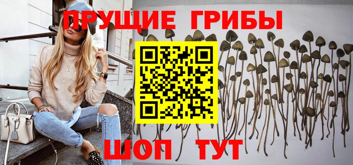 Псилоцибиновые грибы GOLDEN TEACHER Братск