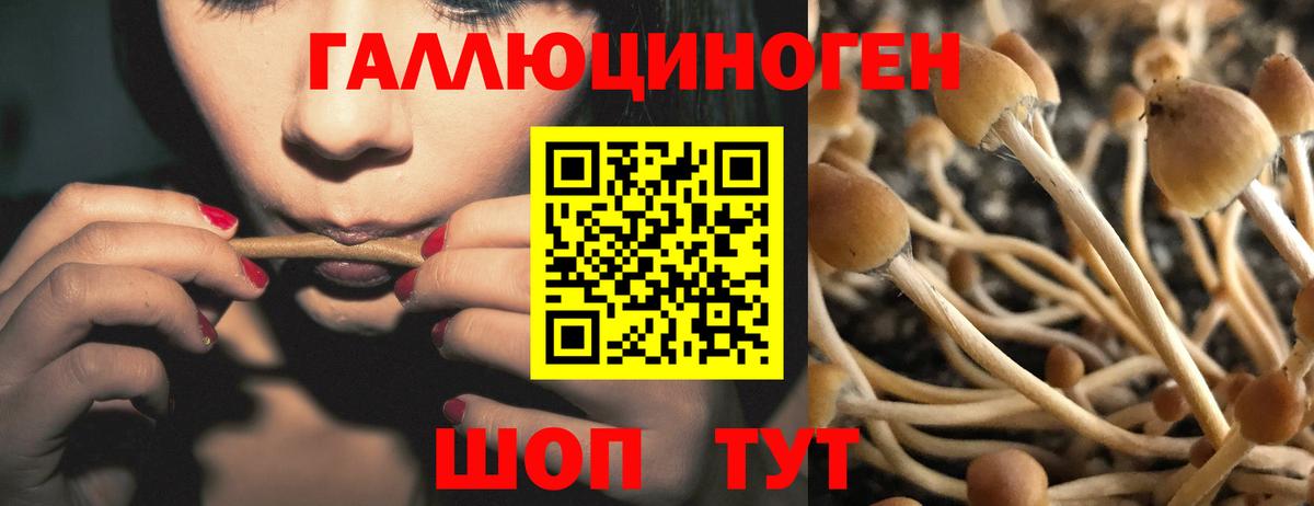 Братск  Псилоцибиновые грибы прущие грибы  Вход с VPN 